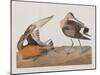 Illustration from 'Birds of America', 1827-38-John James Audubon-Mounted Giclee Print