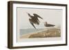 Illustration from 'Birds of America', 1827-38-John James Audubon-Framed Giclee Print