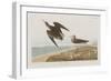 Illustration from 'Birds of America', 1827-38-John James Audubon-Framed Giclee Print