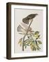 Illustration from 'Birds of America', 1827-38-John James Audubon-Framed Giclee Print