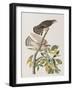 Illustration from 'Birds of America', 1827-38-John James Audubon-Framed Giclee Print