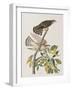 Illustration from 'Birds of America', 1827-38-John James Audubon-Framed Giclee Print