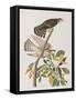 Illustration from 'Birds of America', 1827-38-John James Audubon-Framed Stretched Canvas