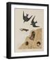 Illustration from 'Birds of America', 1827-38-John James Audubon-Framed Giclee Print