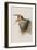 Illustration from 'Birds of America', 1827-38-John James Audubon-Framed Giclee Print