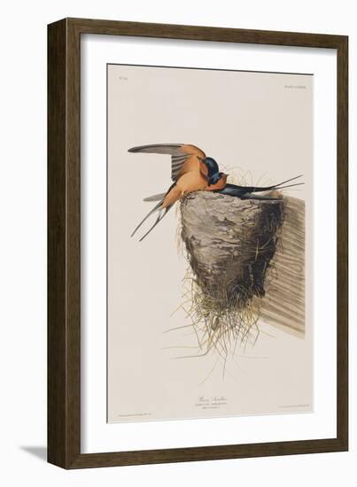 Illustration from 'Birds of America', 1827-38-John James Audubon-Framed Giclee Print