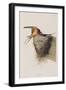 Illustration from 'Birds of America', 1827-38-John James Audubon-Framed Giclee Print