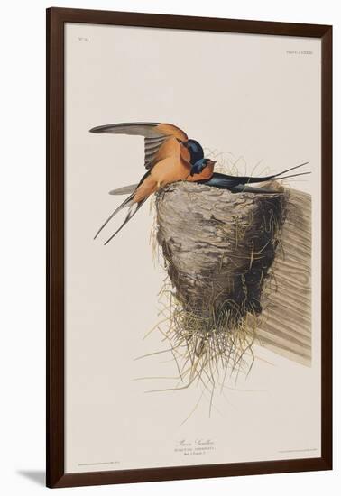 Illustration from 'Birds of America', 1827-38-John James Audubon-Framed Giclee Print