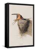 Illustration from 'Birds of America', 1827-38-John James Audubon-Framed Stretched Canvas