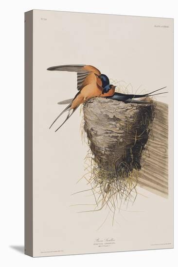 Illustration from 'Birds of America', 1827-38-John James Audubon-Stretched Canvas