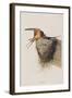 Illustration from 'Birds of America', 1827-38-John James Audubon-Framed Giclee Print