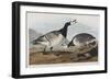 Illustration from 'Birds of America', 1827-38-John James Audubon-Framed Giclee Print