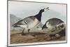 Illustration from 'Birds of America', 1827-38-John James Audubon-Mounted Giclee Print