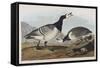 Illustration from 'Birds of America', 1827-38-John James Audubon-Framed Stretched Canvas