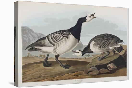 Illustration from 'Birds of America', 1827-38-John James Audubon-Stretched Canvas