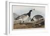 Illustration from 'Birds of America', 1827-38-John James Audubon-Framed Premium Giclee Print