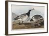 Illustration from 'Birds of America', 1827-38-John James Audubon-Framed Giclee Print