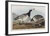 Illustration from 'Birds of America', 1827-38-John James Audubon-Framed Giclee Print