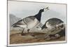 Illustration from 'Birds of America', 1827-38-John James Audubon-Mounted Giclee Print