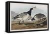 Illustration from 'Birds of America', 1827-38-John James Audubon-Framed Stretched Canvas