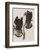 Illustration from 'Birds of America', 1827-38-John James Audubon-Framed Giclee Print