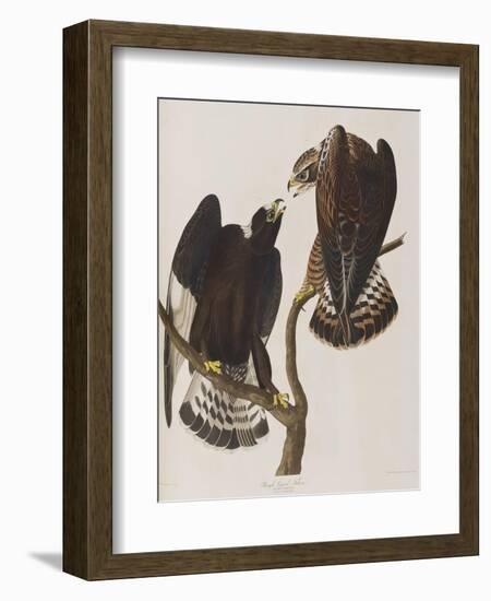 Illustration from 'Birds of America', 1827-38-John James Audubon-Framed Giclee Print