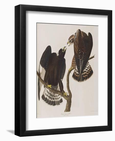 Illustration from 'Birds of America', 1827-38-John James Audubon-Framed Giclee Print