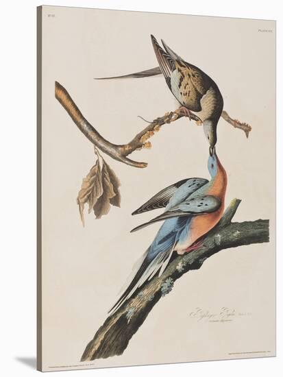 Illustration from 'Birds of America', 1827-38-John James Audubon-Stretched Canvas