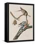 Illustration from 'Birds of America', 1827-38-John James Audubon-Framed Stretched Canvas