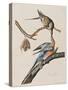 Illustration from 'Birds of America', 1827-38-John James Audubon-Stretched Canvas