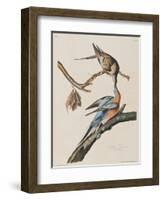 Illustration from 'Birds of America', 1827-38-John James Audubon-Framed Giclee Print