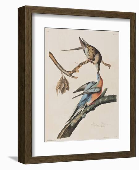 Illustration from 'Birds of America', 1827-38-John James Audubon-Framed Giclee Print