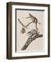 Illustration from 'Birds of America', 1827-38-John James Audubon-Framed Giclee Print