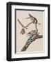 Illustration from 'Birds of America', 1827-38-John James Audubon-Framed Giclee Print