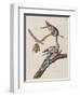 Illustration from 'Birds of America', 1827-38-John James Audubon-Framed Giclee Print