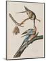 Illustration from 'Birds of America', 1827-38-John James Audubon-Mounted Giclee Print