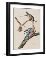 Illustration from 'Birds of America', 1827-38-John James Audubon-Framed Giclee Print