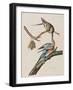 Illustration from 'Birds of America', 1827-38-John James Audubon-Framed Giclee Print