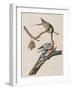 Illustration from 'Birds of America', 1827-38-John James Audubon-Framed Giclee Print