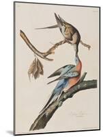 Illustration from 'Birds of America', 1827-38-John James Audubon-Mounted Giclee Print