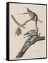 Illustration from 'Birds of America', 1827-38-John James Audubon-Framed Stretched Canvas