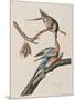 Illustration from 'Birds of America', 1827-38-John James Audubon-Mounted Premium Giclee Print