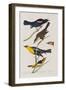 Illustration from 'Birds of America', 1827-38-John James Audubon-Framed Giclee Print