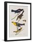 Illustration from 'Birds of America', 1827-38-John James Audubon-Framed Giclee Print