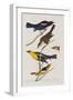 Illustration from 'Birds of America', 1827-38-John James Audubon-Framed Giclee Print