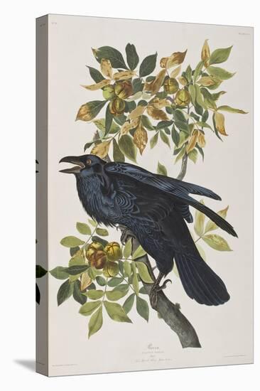 Illustration from 'Birds of America', 1827-38-John James Audubon-Stretched Canvas