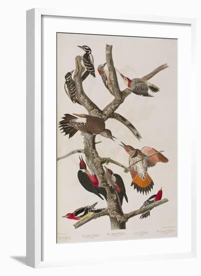 Illustration from 'Birds of America', 1827-38-John James Audubon-Framed Giclee Print