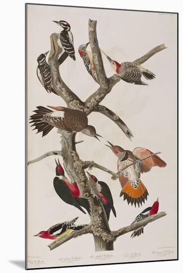 Illustration from 'Birds of America', 1827-38-John James Audubon-Mounted Giclee Print