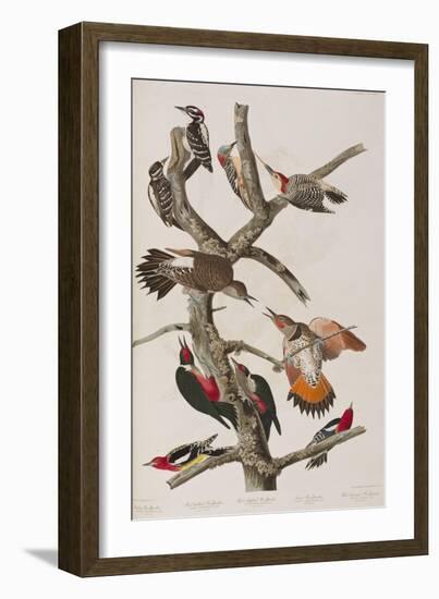 Illustration from 'Birds of America', 1827-38-John James Audubon-Framed Giclee Print