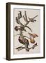 Illustration from 'Birds of America', 1827-38-John James Audubon-Framed Giclee Print